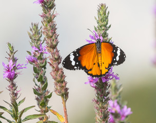 Monarch butterfly on flower