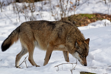 Wolf ( canis lupus )