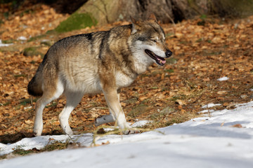 Wolf ( canis lupus )