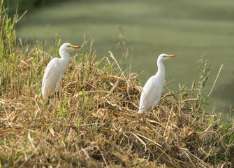 Cattle Egrets