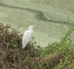 Cattle Egret 