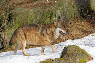 Obraz premium Wolf ( canis lupus )