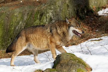 Wolf ( canis lupus )