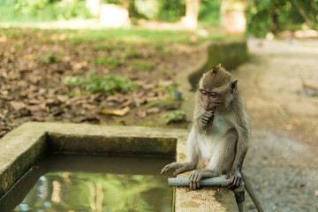 Monkeys in Ubud Bali