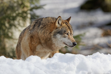 Wolf ( canis lupus )