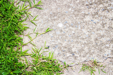 Naklejka premium Garden stone path with grass growing up between the stones
