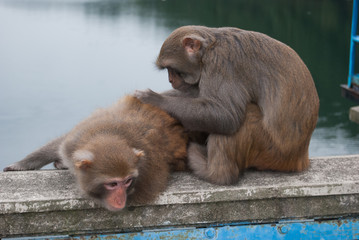 Monkey serving each other