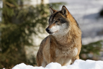Wolf ( canis lupus )