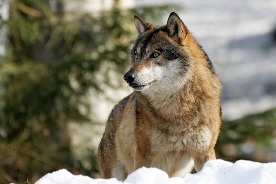 Wolf ( canis lupus )