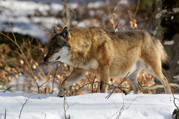Wolf ( canis lupus )