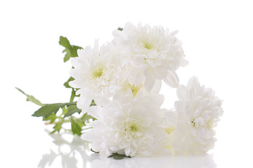 Bouquet of Chrysanthemums Isolated