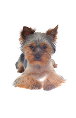 Portrait Puppy Yorkshire Terrier