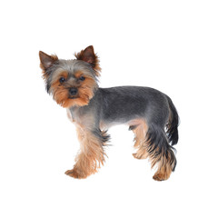 Portrait Puppy Yorkshire Terrier