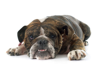 english bulldog