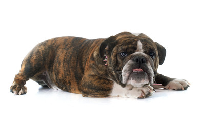 Obraz premium english bulldog