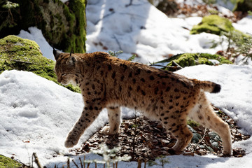 Luchs (lynx lynx)