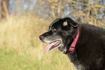 Alter schwarzer Hund