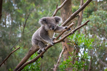 Ein wilder Koala klettert auf einen Baum