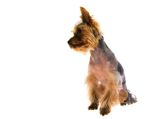 Portrait Puppy Yorkshire Terrier