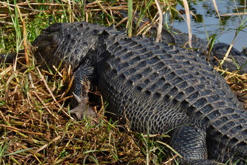 Alligator Everglades
