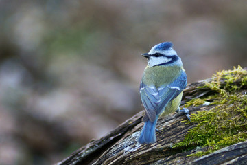cinciarella (Cyanistes caeruleus) ritratto