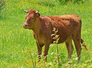 young cow in the green
