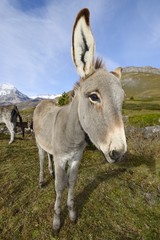 Naklejka na ściany i meble donkey, Equus africanus asinus