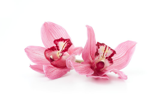 Pink Cymbidium orchid flowers isolated