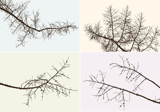 branches of a pine tree