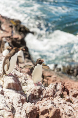 Rockhopper