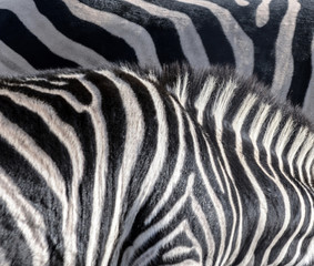 Fototapeta na wymiar Abstract zebra
