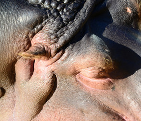 Close up of a sleeping hippopotamus