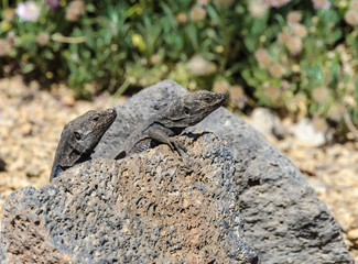 Two lizards looking at tourists, Tenerife.