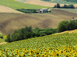 Summer landscape in Marches (Italy)