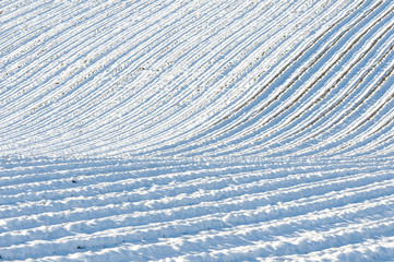 champ de lavande sous la neige