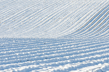 champ de lavande sous la neige
