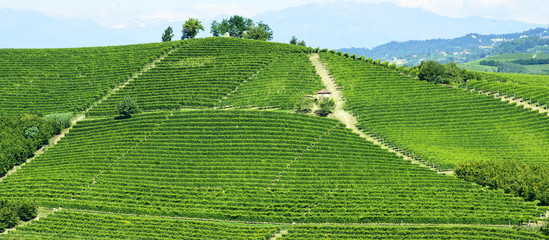 Summer landscape in Langhe (Italy)