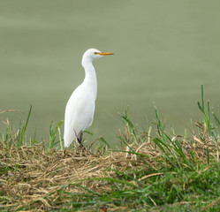 Fototapeta premium Cattle Egret