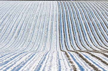 champ de lavande sous la neige