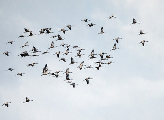 Obraz premium Flock of White Storks in Flight