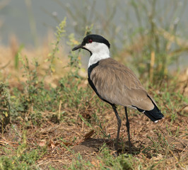 Spur-winged Lapwing