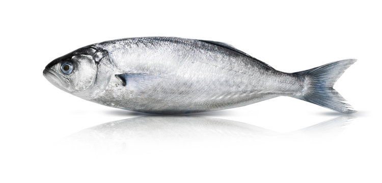 Sardine