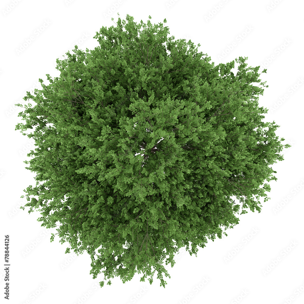 Wall mural top view of large-leaved lime tree isolated on white background