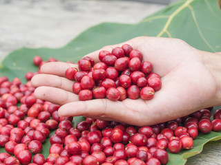 red coffee cherry in hand