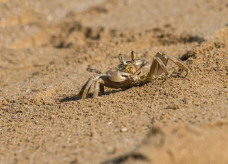 Mediterranean shore crab
