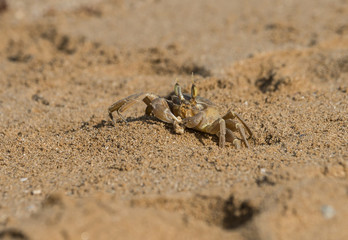 Mediterranean shore crab