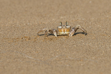 Mediterranean shore crab