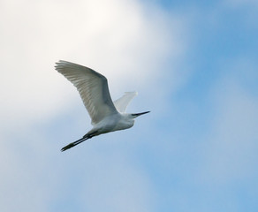 Little Egret in Flight