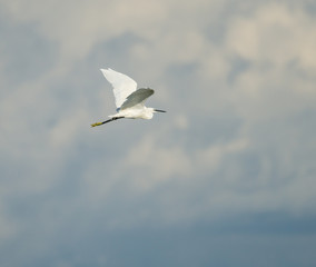 Fototapeta premium Little Egret in Flight