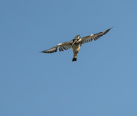 Pied Kingfisher in Flight